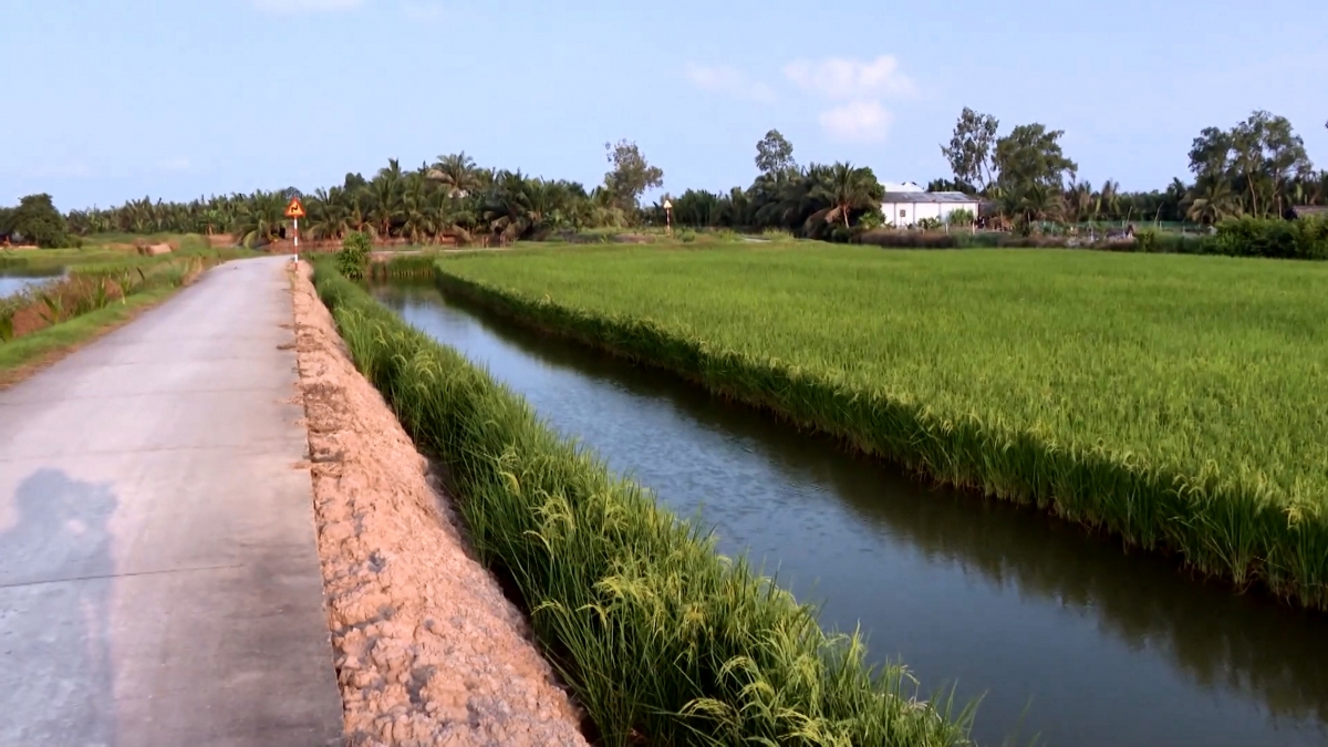 Cánh đồng lúa hữu cơ Long Hòa