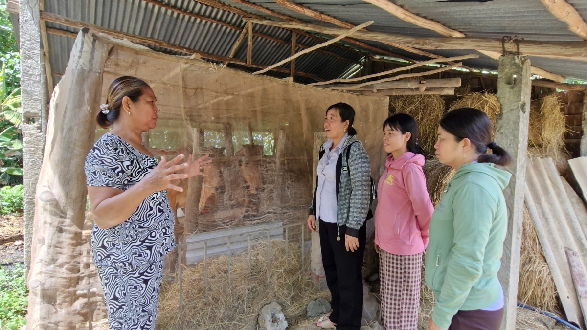 Chị em phụ nữ Sóc Trăng phát triển kinh tế từ mô hình chăn nuôi