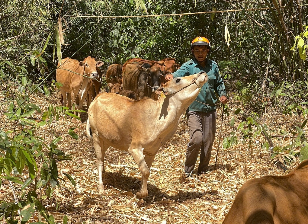 Lối hrĭng rơpŏng kuăn pơlê a tơkăng kong kong pơlê Dak Nông tơdah xo ro châ tơdroăng kơdroh kơtiê dêi Chin phuh gum ăm