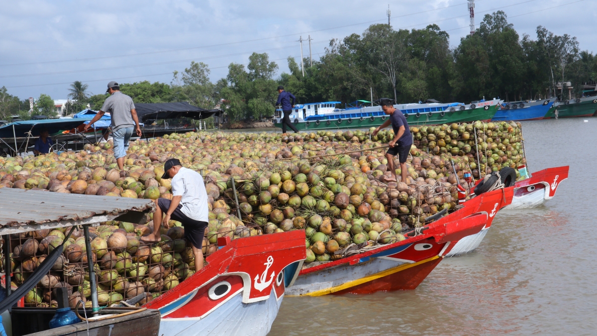Dừa tập kết lên ghe để vận chuyển về nhà máy chế biến