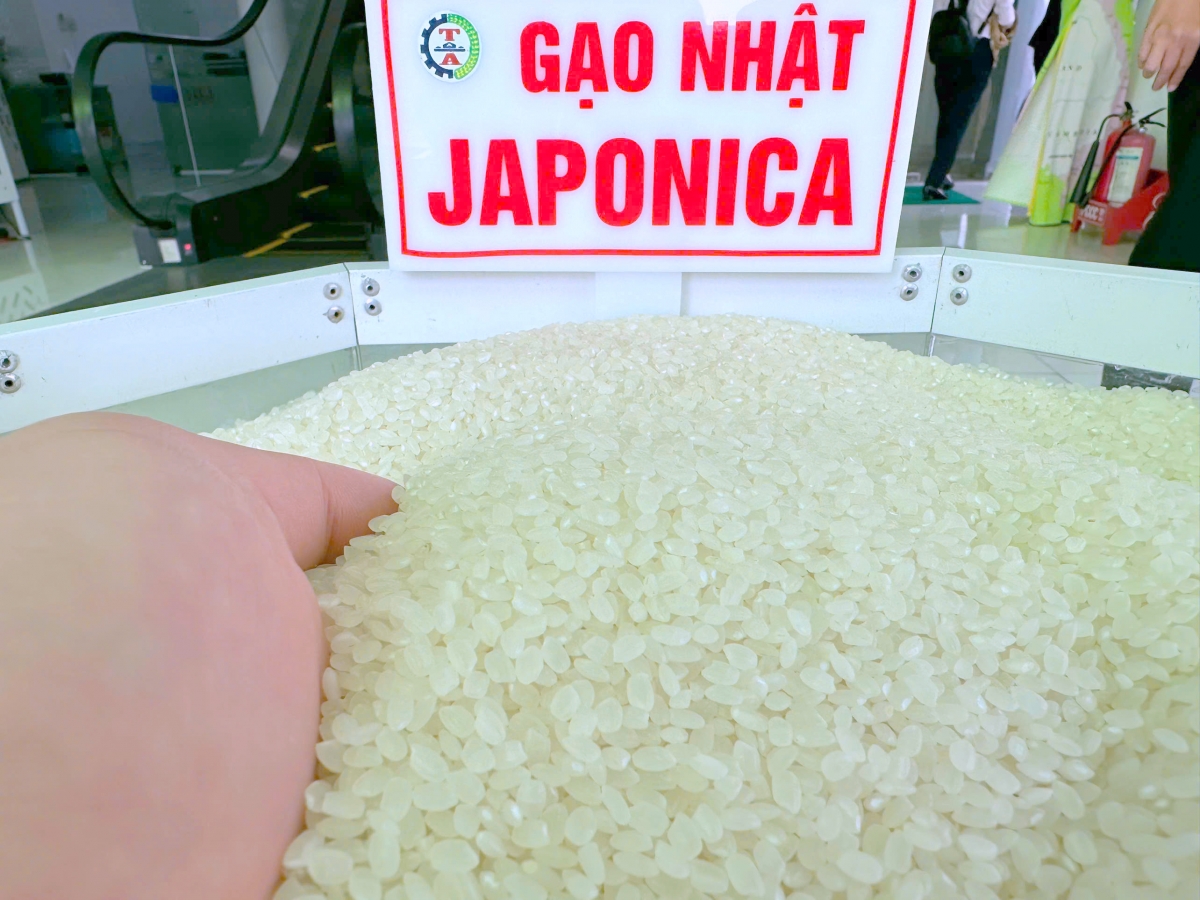 Giá xuất khẩu gạo giảm phát thải sang thị trường Nhật Bản đang được doanh nghiệp bán với giá 820 USD tấn