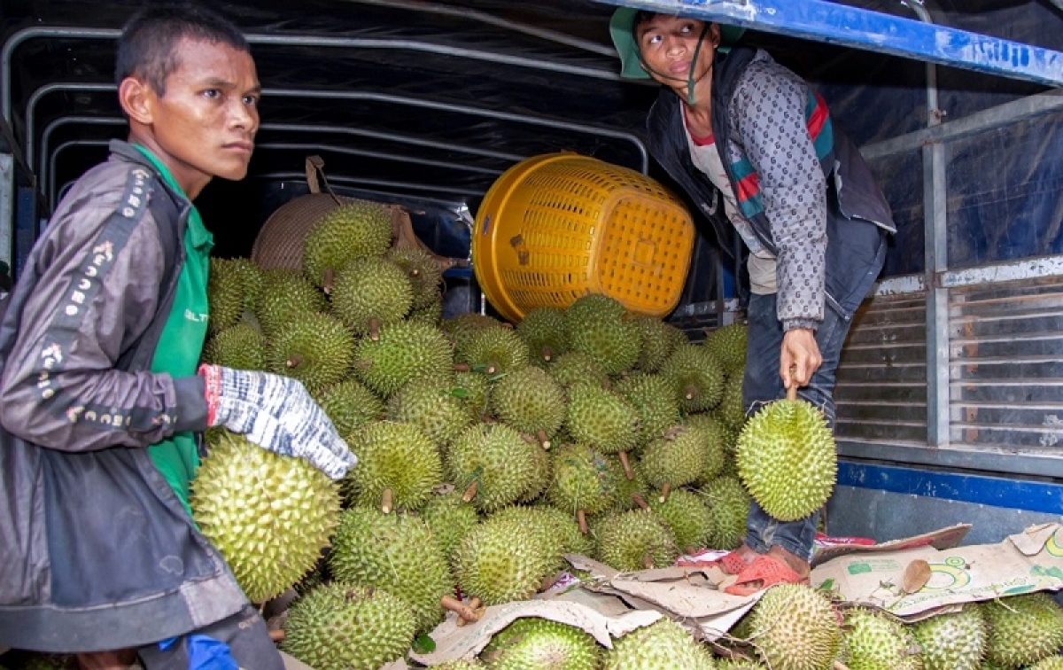 Di bhum urang bangsa takik hu padang taneh pala phun durian