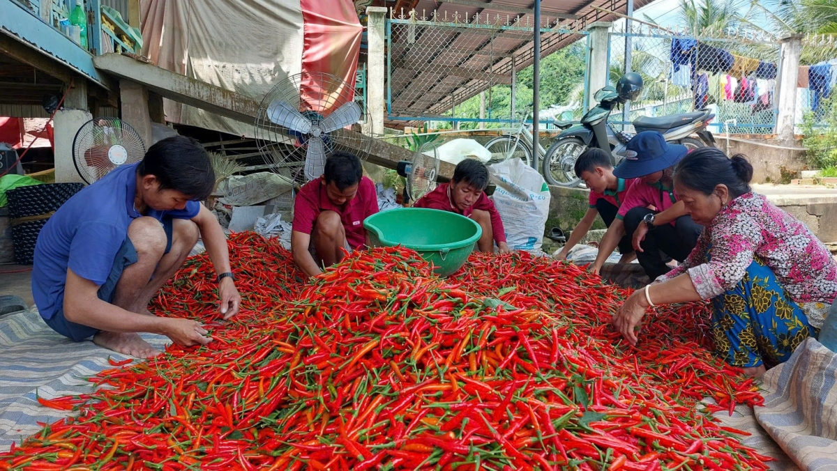 Nông dân huyện Tháp Mười, tỉnh Đồng Tháp thu hoạch ớt