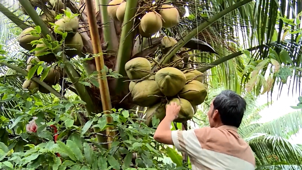 Ông Nguyễn Thanh Thê tiếp tục mở rộng diện tích dừa hữu cơ lên 1,7ha