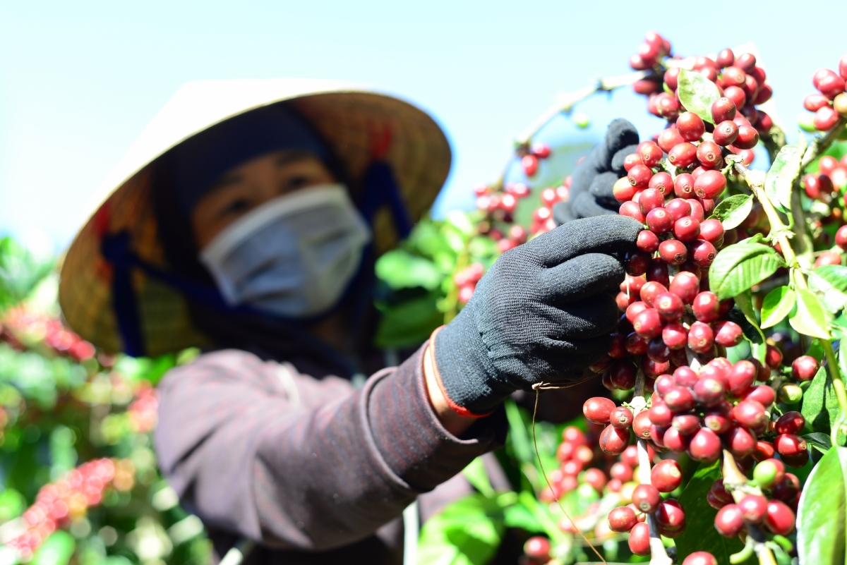 Xúa pơkeăng rak vế hdrê loăng pôu râng hnoăng cheăng veăng gum plâi kơphế dâi lĕm