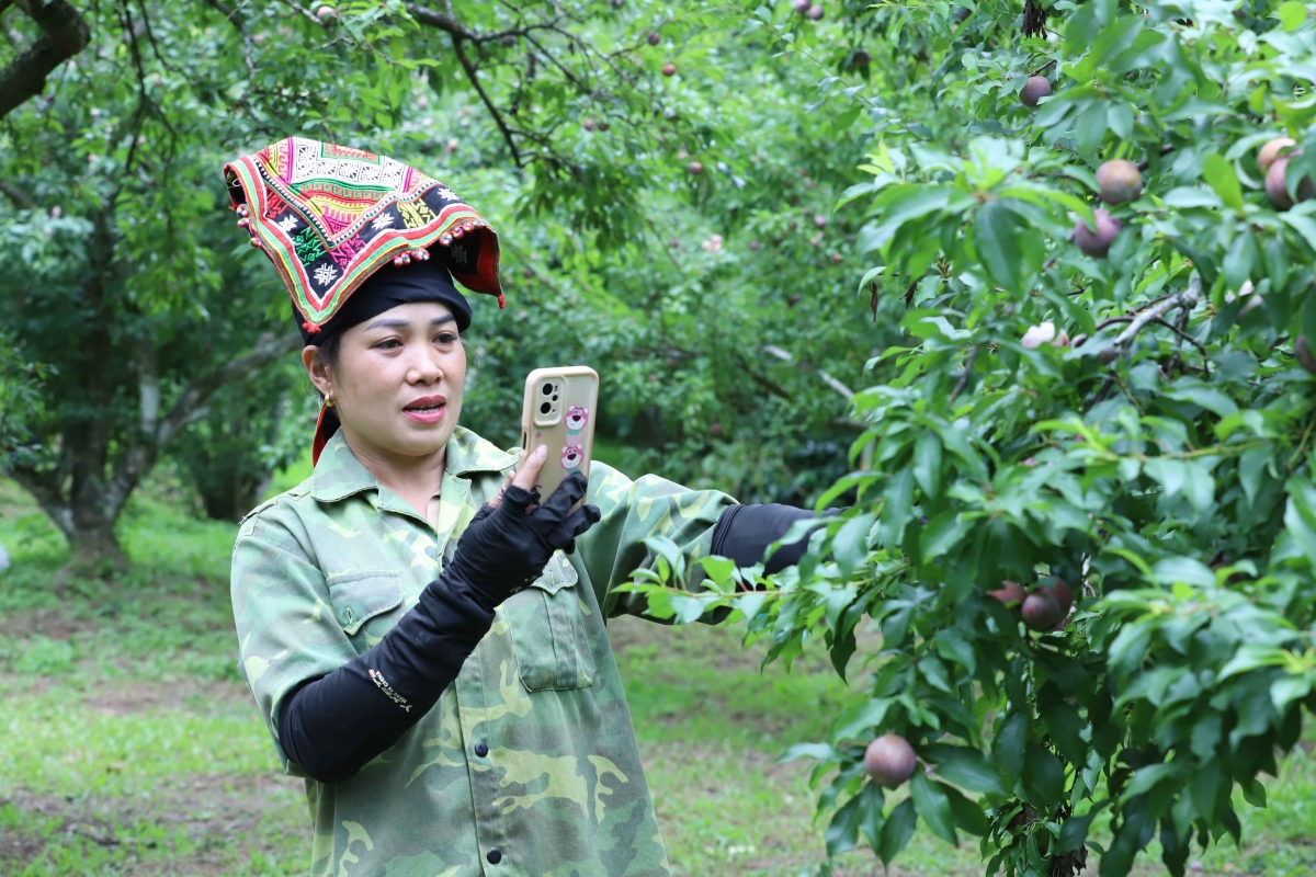 Chị Tòng Thị Sơ tự tin quảng bá sản phẩm mận hậu, tương tác với người xem trên livestream.