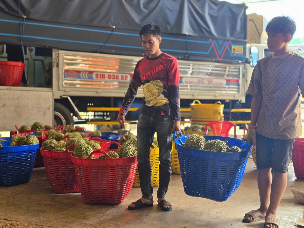 Sầu riêng châ djâ troh mâu tíu ki rôe a Gia Lai