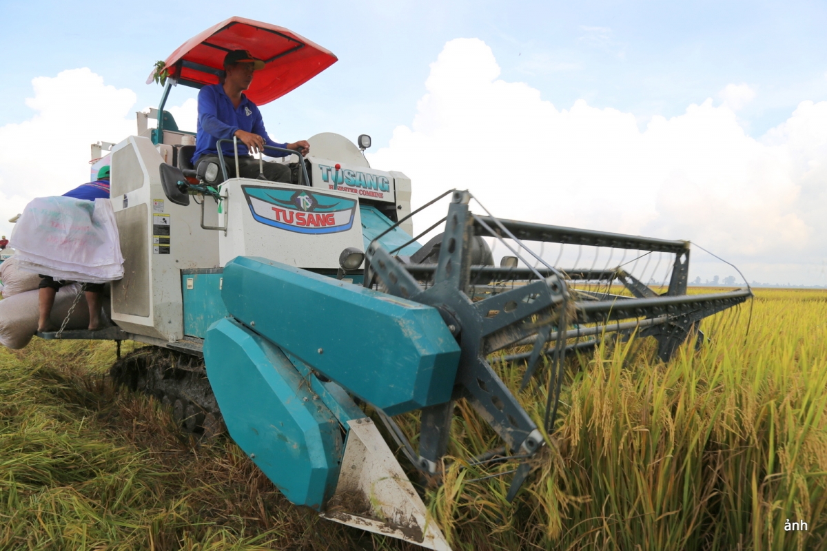 Thu hoạch lúa trong đề án 1 triệu hecta ở Cần Thơ