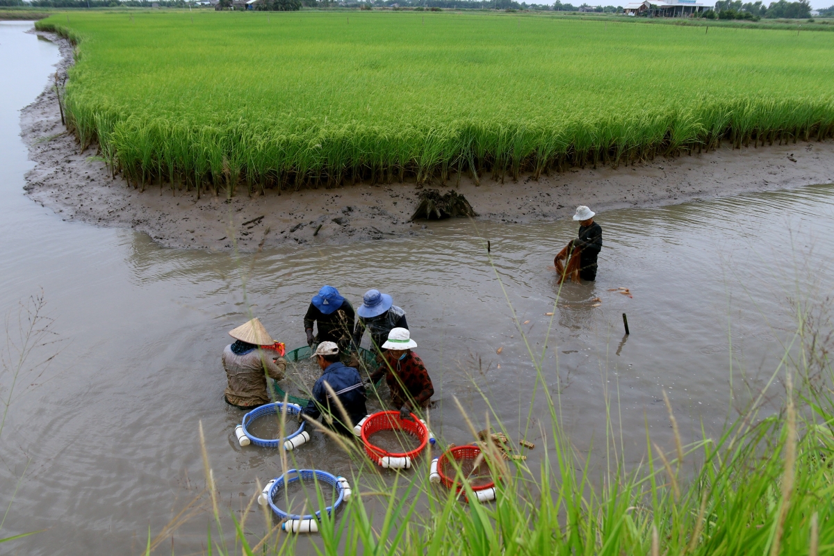 Thu hoạch tỉa tôm càng xanh xen lúa