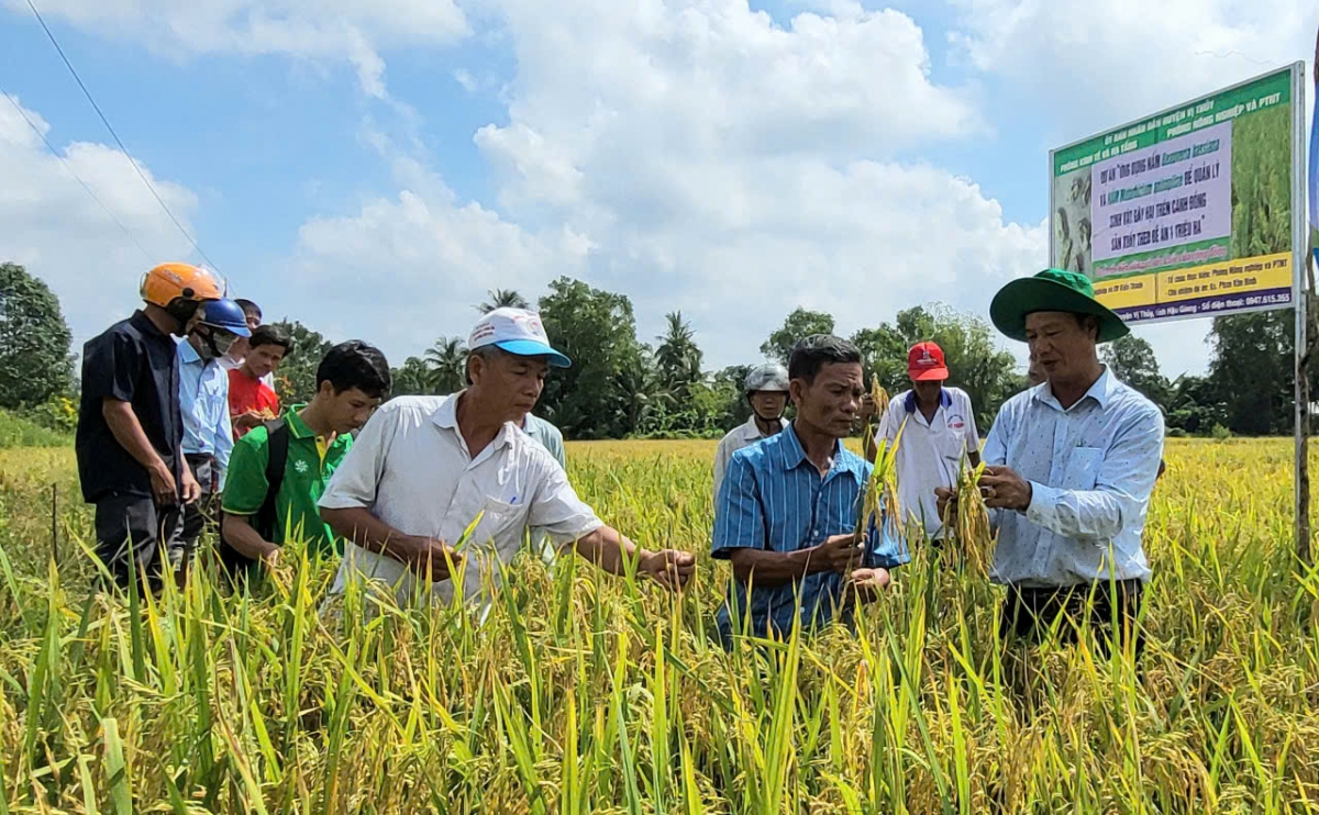 Tổ khuyến nông cộng đồng đang góp phần thực hiện thành công Đề án “Phát triển bền vững một triệu héc-ta chuyên canh lúa chất lượng cao và phát thải thấp gắn với tăng trưởng xanh vùng Đồng bằng sông Cửu Long đến năm 2030”