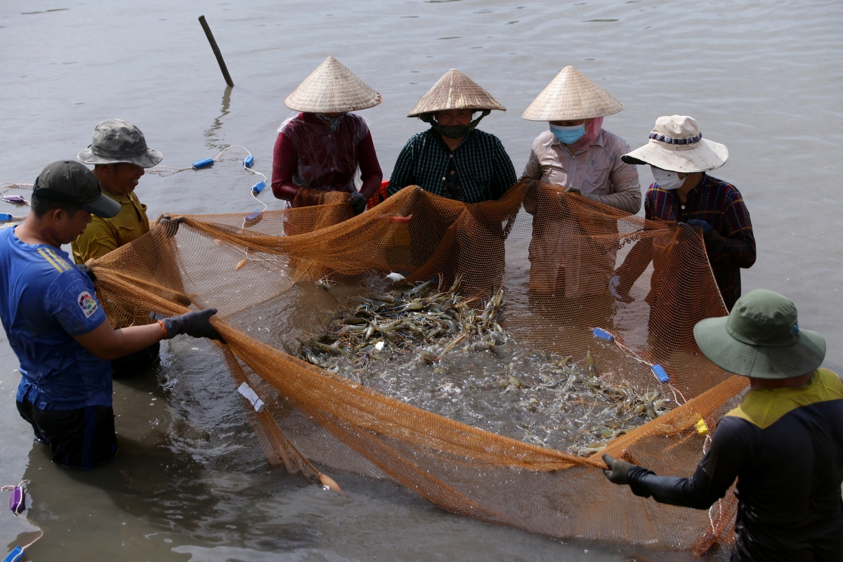 Từ 20-30 ngày có thể thu hoạch tỉa 1 lần