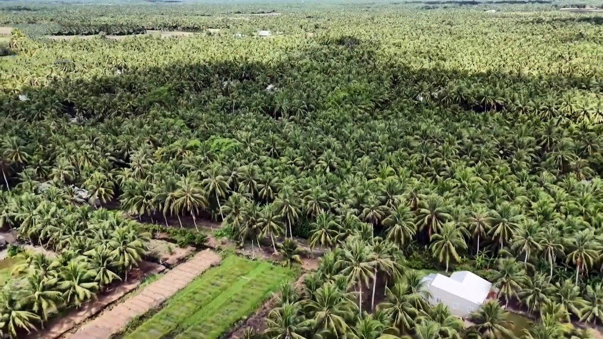 Vùng dừa chuyên canh của nông dân tỉnh Trà Vinh