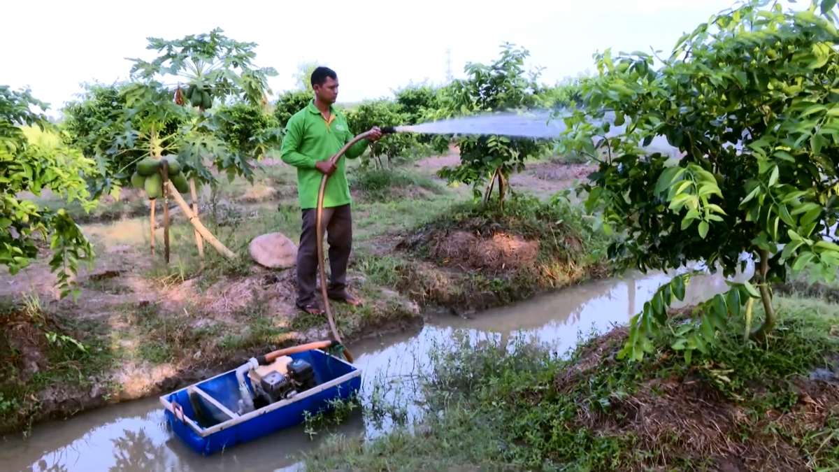 Anh Sơn Sa Vết với vườn chanh bắt đầu cho trái
