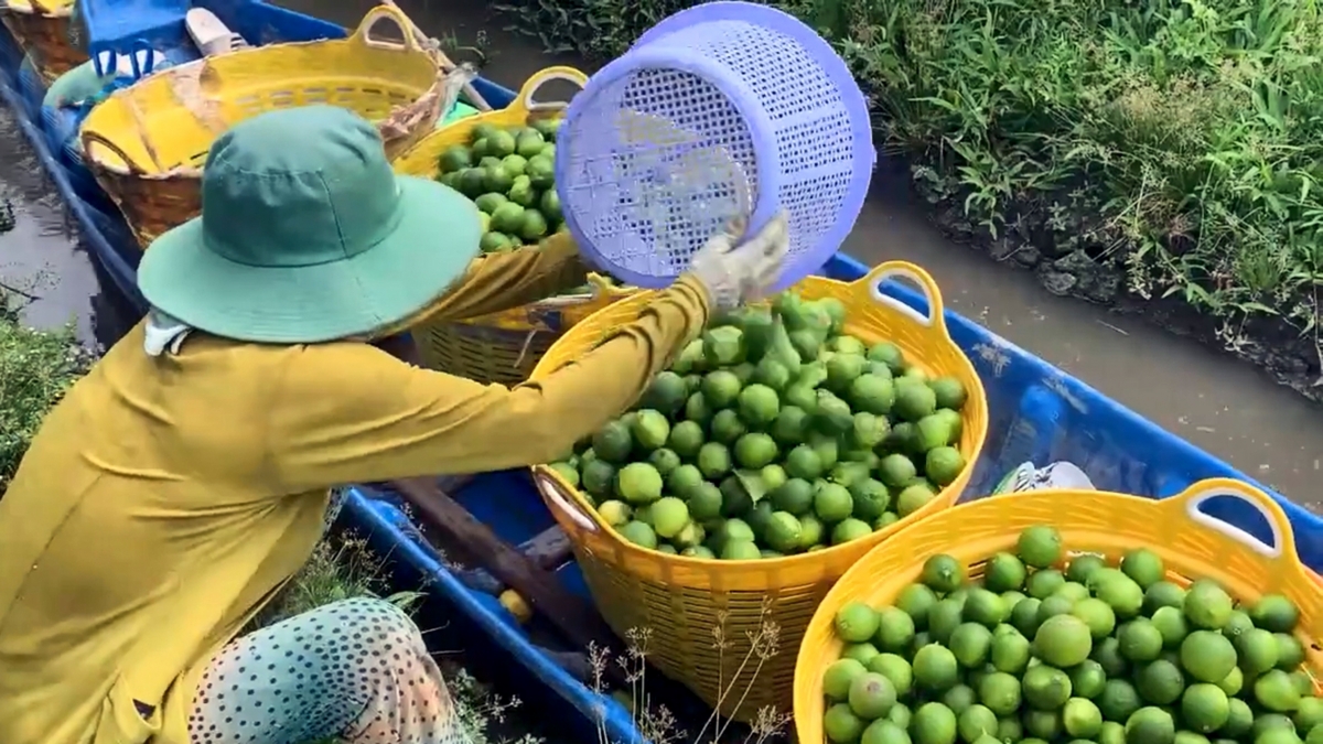 Các hộ thành viên thu gom chanh không hạt đưa về HTX