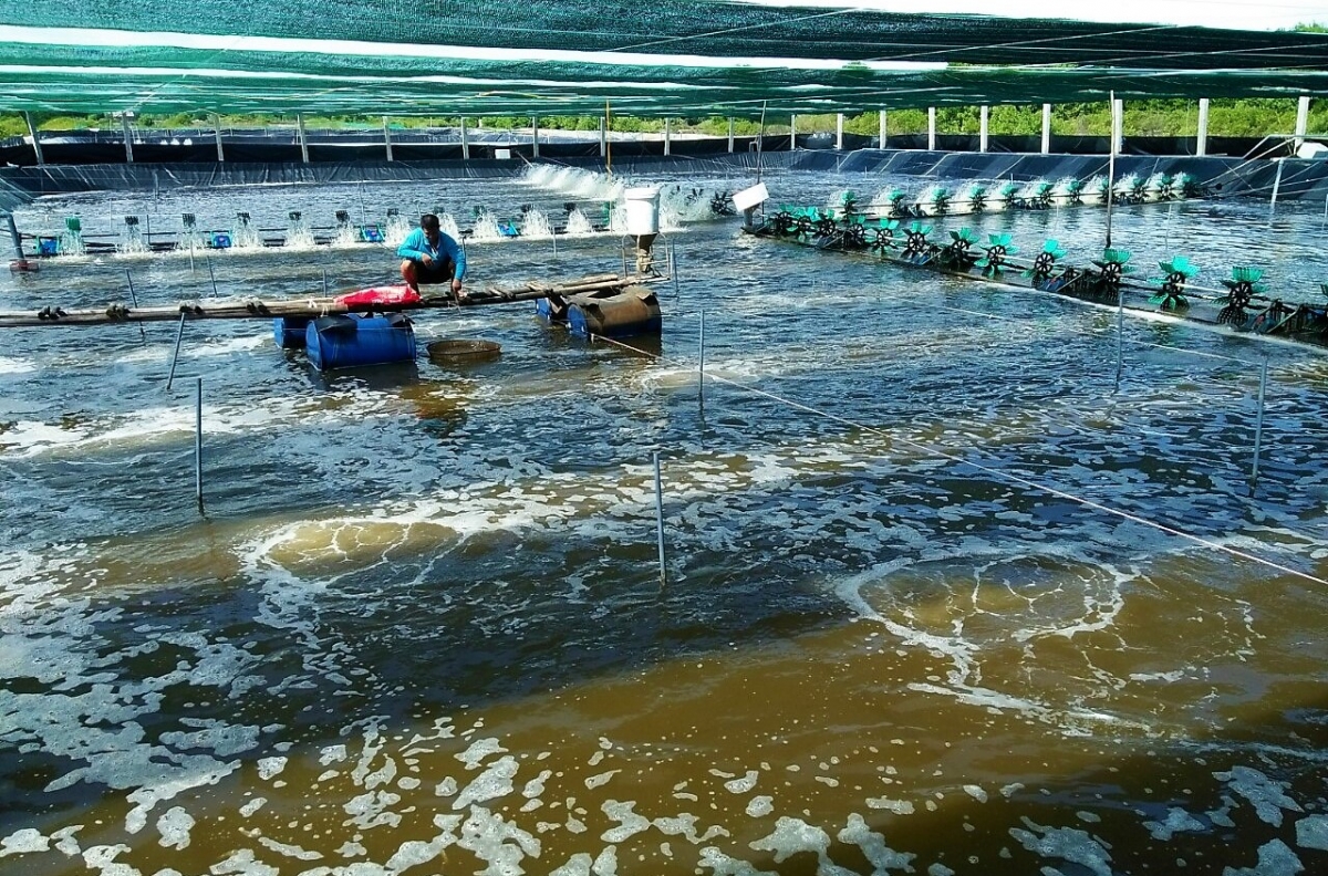 Tỉnh Cà Mau có diện tich nuôi tôm khoảng 416.000ha
