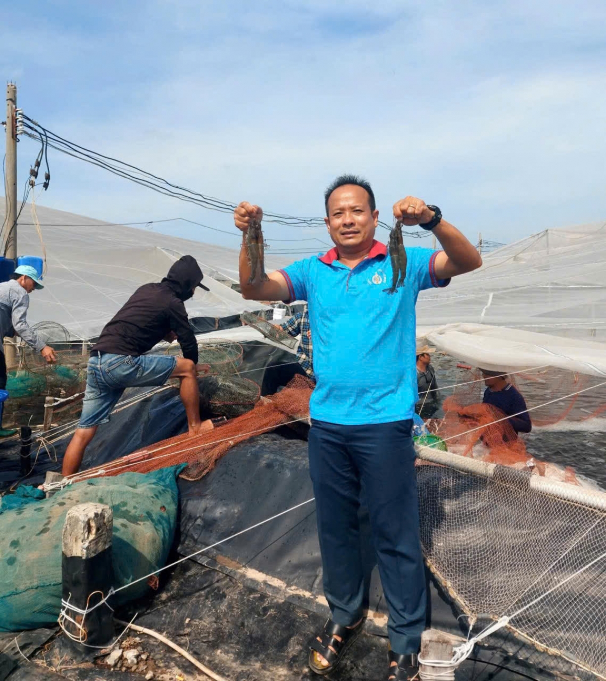 Tôm công nghệ cao của anh Tuấn Hiền nuôi rất đạt năng suất, chất lượng, được thị trường ưa chuộng