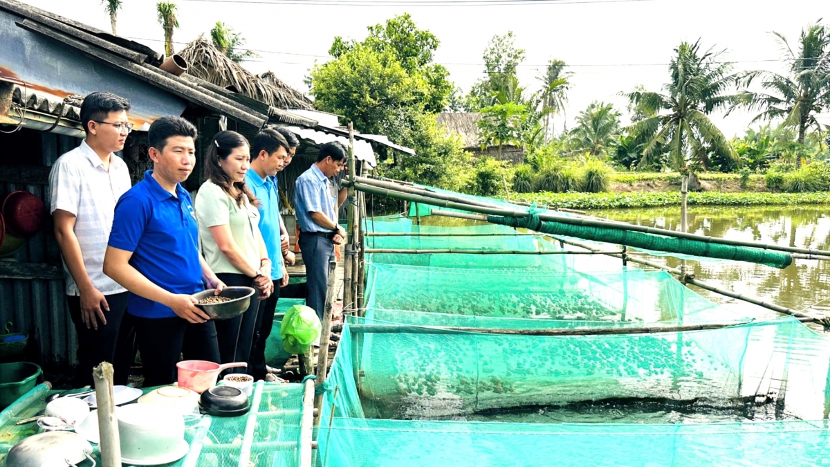 Lãnh đạ xã Mỹ Tú tham qua mô hình kinh tế của anh Tình