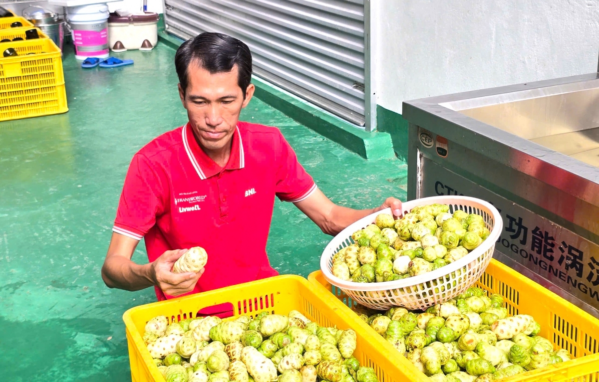 Anh Khưu Văn Chương nảy sinh ý định tạo ra nước cốt nhàu từ một sản phẩm mẹ mình được tặng