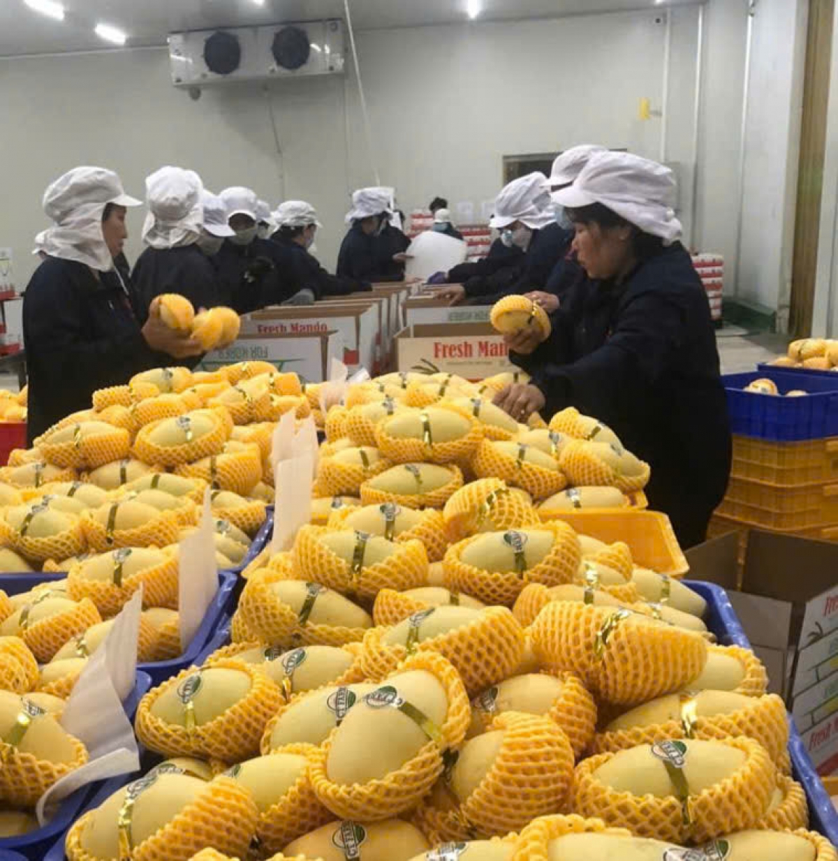 Trái xoài cát Hòa Lộc đã chinh phục thị trường trong và ngoài nước