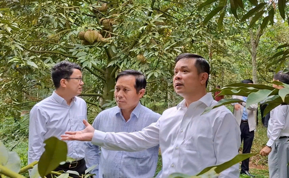 Phó Ƀí thư Tỉñ ủy càr Dăk Lăk ồng Đỗ Hữu Duy lòt sền broă lơh tơrlòng lài sầu riêng ờ di kàl
