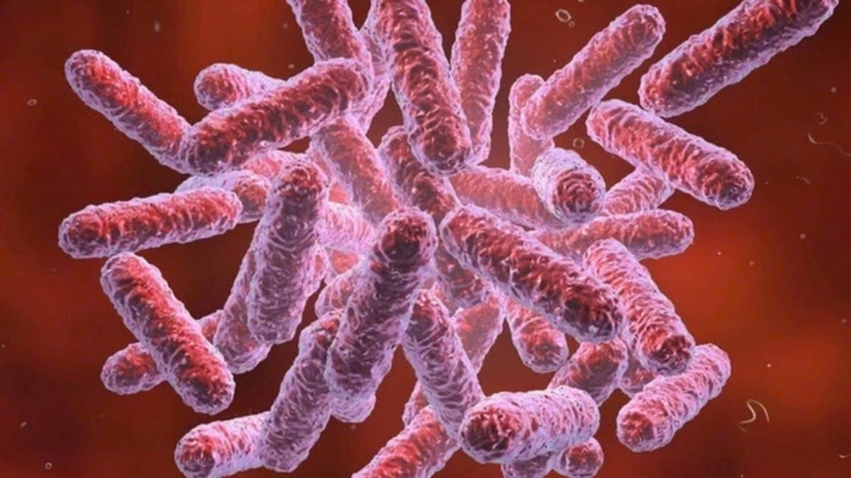 Bệnh Melioidosis do vi khuẩn Burkholderia pseudomallei - loại vi khuẩn được tìm thấy trong đất và nước tù đọng gây ra. (Ảnh Internet)
