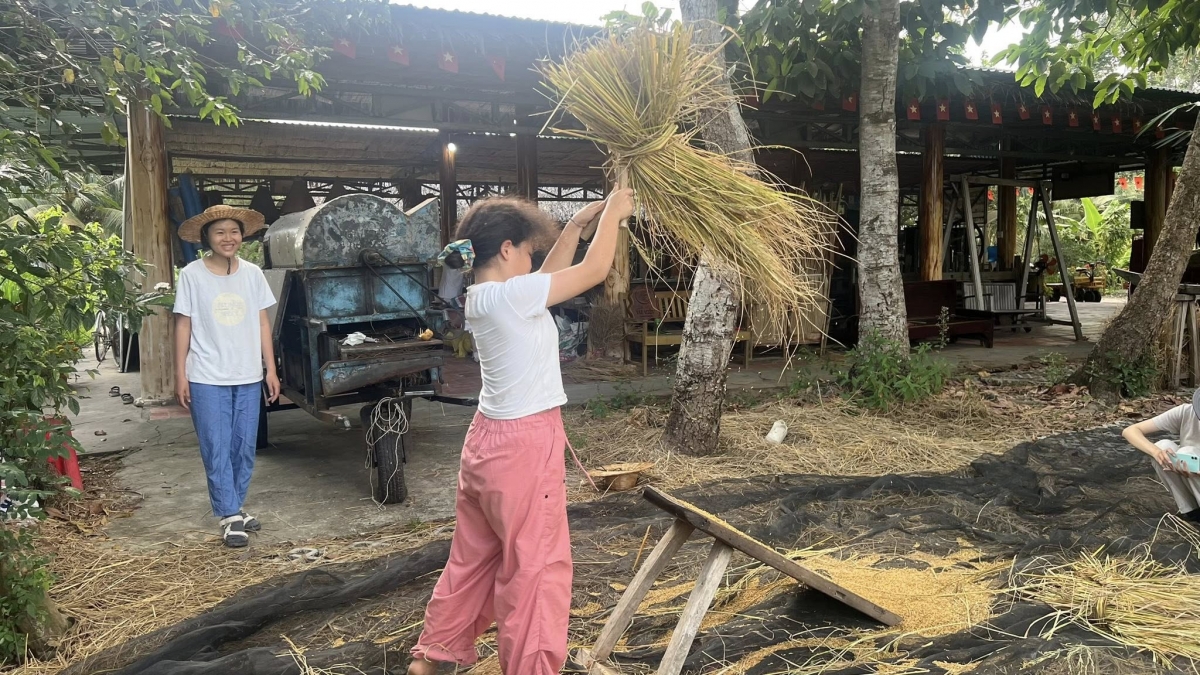 Khách trải nghiệm một công đoạn thu hoạch lúa mùa tại trang trại Tư Việt. Ảnh NVCC