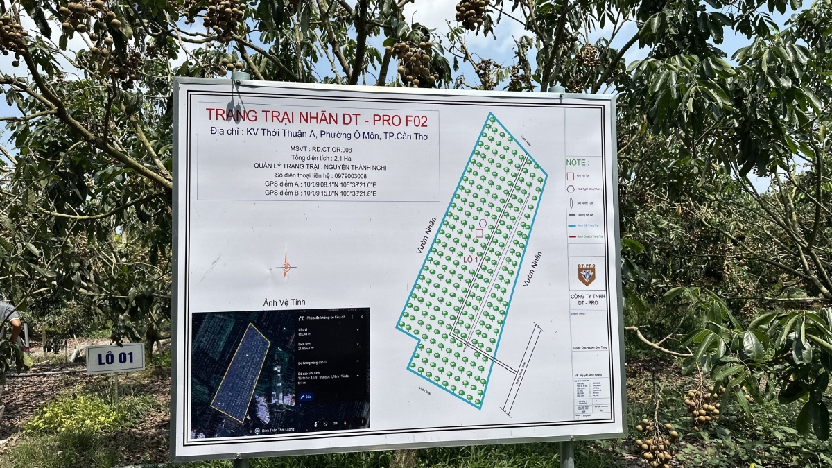 Hợp tác xã nông nghiệp Thới Trinh, phường Ông Môn, thành phố Cần Thơ đang canh tác nhãn Ido xuất khẩu sang các thị trường