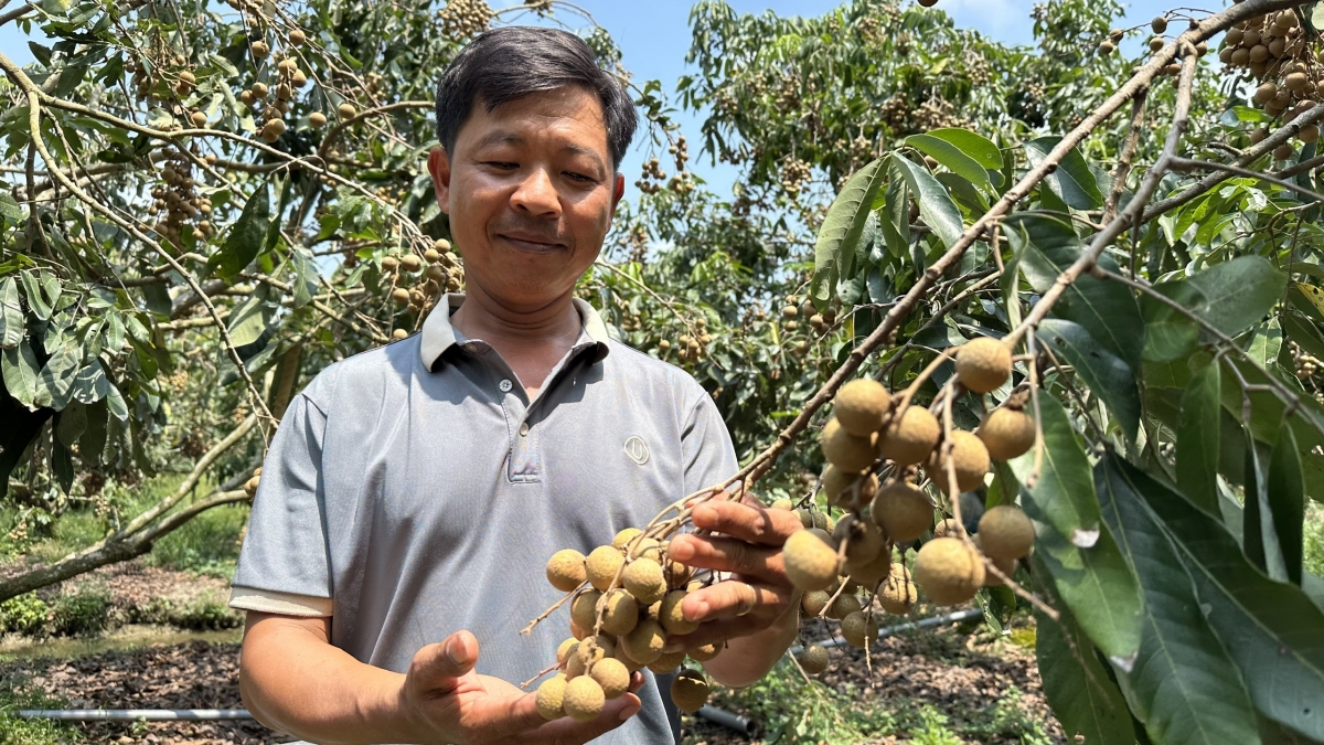 Ông Nguyễn Thành Nghi, Giám đốc HTX nông nghiệp Thới Trinh