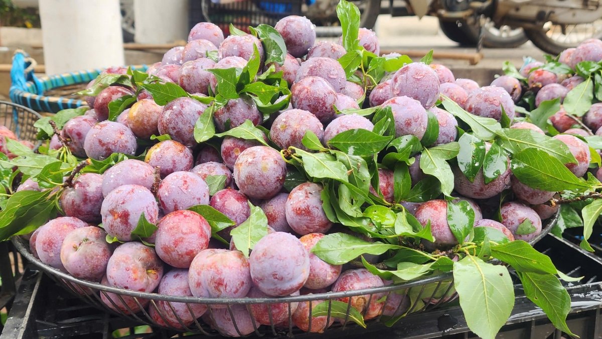 Năm nay trời ấm, nắng nóng kéo dài khiến mận chín sớm hơn. Ảnh: Thanh Thủy