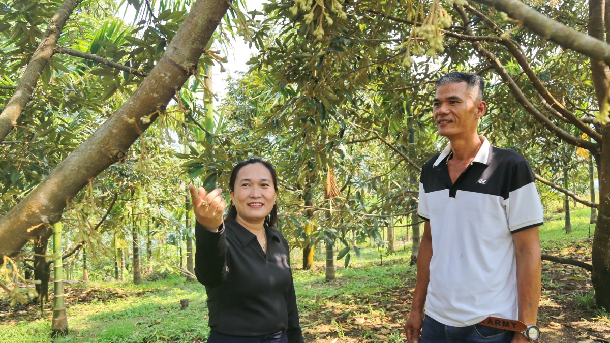 Nhiều diện tích đất đồi ở Trà Tân được người dân chuyển đổi sang trồng cây ăn quả